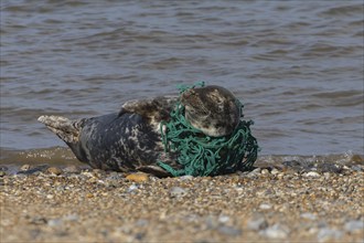 Grey seal (Halichoerus grypus) adult animal sleeping on a beach with netting wrapped around its