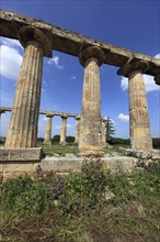 Metaponto, Metaponte, Doric hera temple, Tavole Palatine, Basilicata, Italy, Europe