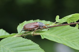 Northern cockchafer (Melolontha hippocastani), male, on leaves of a hornbeam (Carpinus betulus),