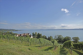 View of Birnau with vineyards, Landscape, View, Lake, Birnau, Uhldingen-Mühlhofen, Obersee, Lake