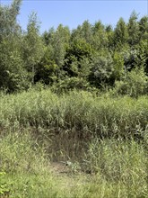 Common reed (Phragmites australis) Common reed growing in stream in landscape conservation area in