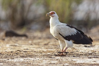 Palm Vulture, (Gypohierax angolnesis), Tujereng area, Tujereng, South Bank, Gambia, Africa