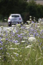 Roadside planting with chicory, July, Germany, Europe