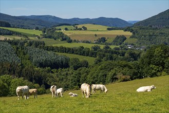 Viehweide, Sauerland, landscape near Oberkirchen, belongs to the town of Schmallenberg,