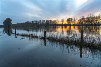 Bislicher Insel nature reserve, floodplain landscape on the Rhine, near Xanten, floods, flooded