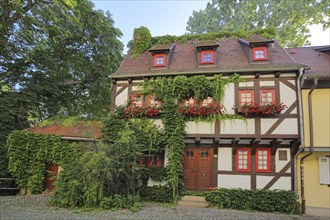 Red half-timbered house overgrown with ivy, overgrown, red, plant growth, idyll, Kreuzsand, Erfurt,