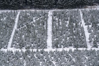 Tree protection, Christmas trees, protection, young fir trees in winter, Sauerland near