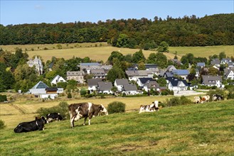 Cattle pasture near the village of Gevelinghausen, dairy cows grazing in a meadow, landscape in