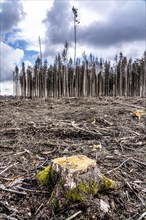 Cleared forest in the Arnsberg Forest near Warstein-Sichtigvor, Soest district, site of a spruce