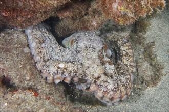 Common Octopus (Octopus vulgaris) hiding between the lava rocks of a reef. Dive site Montana