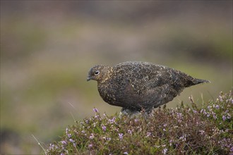 Red grouse (Lagopus lagopus scotica) adult female bird stood on flowering heather on a moorland in