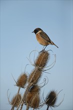 European stonechat (Saxicola rubicola) adult male bird on a Teasel seedhead, Lincolnshire, England,