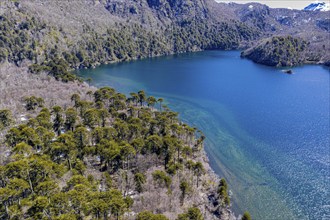 Aerial view of araucaria forest at the lake Laguna Escondida, west of Paso Tromen o Mamuil Malal,