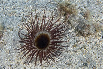 A cylindrical rose (Pachycerianthus) unfurls its tentacles on a sandy seabed. Dive site Bufadero,