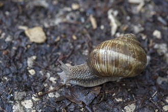 Burgundy snail (Helix pomatia) on a forest path, Bavaria, Germany, Europe