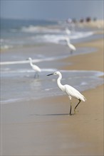 Great egret (Ardea alba, syn.: Casmerodius albus, Egretta alba) at Marari Beach or Strand,