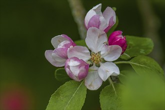 Apple blossoms (Malus), Bavaria, Germany, Europe