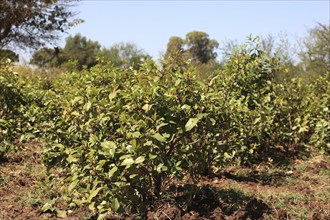 Catha bush, Catha edulis, also known as Abyssinian tea, family of spindle trees, Celastraceae,