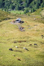 Horses on a mountain pasture, Carnic Alps, Carinthia, Austria, Europe