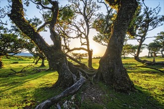 Centuries-old til trees in fantastic magical idyllic Fanal Laurisilva forest on sunset. Madeira