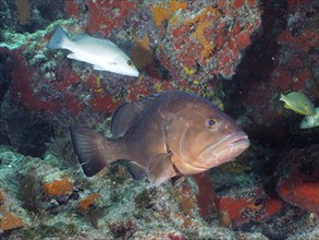 Large dark fish, Black Grouper (Mycteroperca bonaci), surrounded by corals and other marine life.