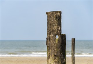 Pile on a sandy beach, Zeeland, Netherlands