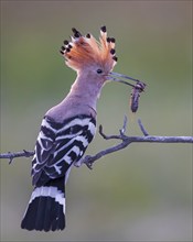 Hoopoe (Upupa epops) Bird of the Year 2022, with mole cricket as prey, sunrise, golden hour,