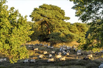 Herd of Heidschnucken, sheep grazing in the Westruper Heide, in the Hohe Mark Westmünsterland