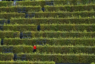 Green façade, made of over 30, 000 hornbeams forming a hedge a good 8 kilometres long, on the roof