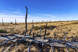 Noir Flohay ghost forest, remnants of a forest fire from 2011 in the High Fens, high moor, in the