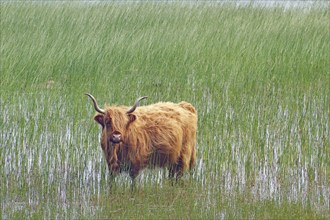 Brown Highland cow standing in a loch in high reeds, Mull, Inner Hebrides, Scotland, Great Britain