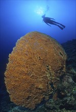 Large fan coral (Annella mollis), above it in the background silhouette of diver, Indian Ocean,