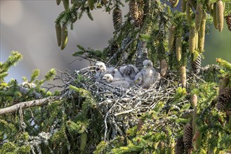 Common kestrel (Falco tinnunculus), young birds not yet ready to fly in the nest,