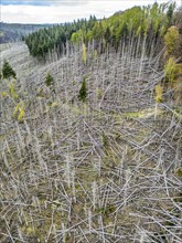 Dead spruce trees, broken by wind, lying wildly in disarray, forest dieback in the Arnsberg Forest