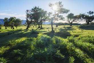 Centuries-old til trees in fantastic magical idyllic Fanal Laurisilva forest on sunset. Madeira