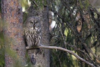 Great horned owl, (Srix nebulosa), adult bird sitting well camouflaged in a spruce, Sweden, owl,