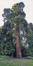 Sequoia (Sequoioideae), tree trunk, bark, nature, tree, plant, old, climate, Piesberg, Osnabrück,