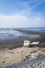 Sheep on the dyke, Rantum Basin, cycle tour, tourism, travel, North Sea, island, Sylt, Germany,