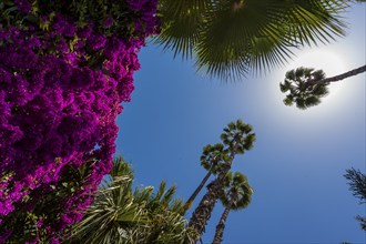 Palm trees in the Majorelle Garden, botany, palm, flora, backlight, sun, summer, flower, plant,