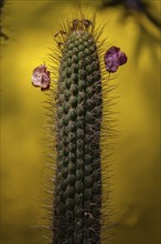 Cactus in Majorelle Garden, flora, botany, flowers, yellow, plant, garden, climate, Marrakech,