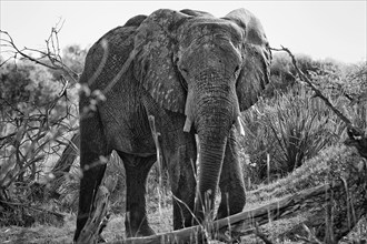 Elephant (Loxodonta africana), frontal, full, safari, tourism, travel, black and white, B&W,