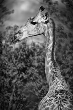 Portrait of a southern giraffe (Giraffa giraffa), free living, wilderness, safari, travel, animal