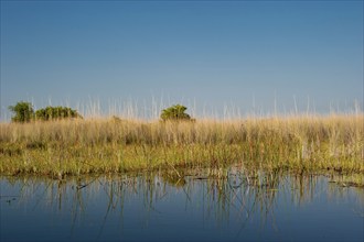 Riparian landscape, nature, natural landscape, river, riverbank, reeds, morning mood, water, on the