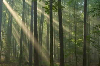 Sunbeams break through tall trees in a misty forest and create a calm, green atmosphere, summer,