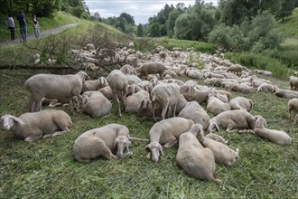 Resting, freshly shorn sheep in a nature reserve in Franconian Switzerland, Bavaria, Germany,