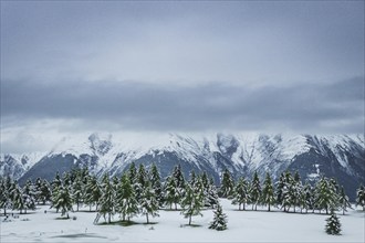 Snow-covered winter landscape in the Aletsch region, winter, fir trees, snow, Alps, travel,