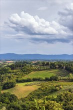 Hilly landscape, cypress (Cupressus), olive, olive tree (Olea europaea), weather, clouds, sky, San