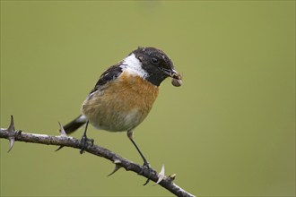 Stonechat, male, with prey, (Saxicola rubicola), Hungary, Europe