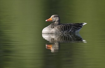 Greylag goose (Anser anser) swimming on a pond, Thuringia, Germany, Europe