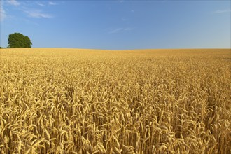 Wheat field with blue sky in midsummer, Bavaria, Germany, Europe